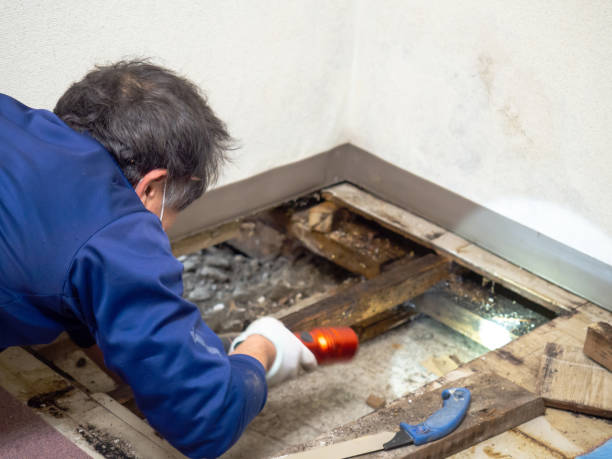 Best Residential Mold Removal  in Cresco, IA
