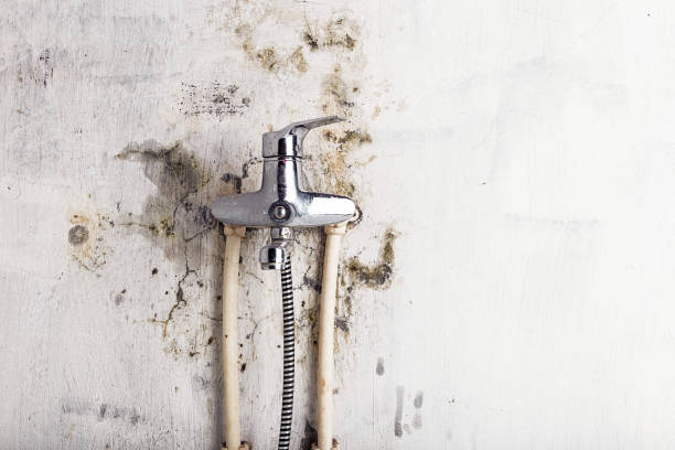 Best Emergency Mold Removal  in Cresco, IA