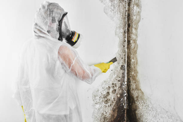 Best Crawl Space Mold Removal  in Cresco, IA