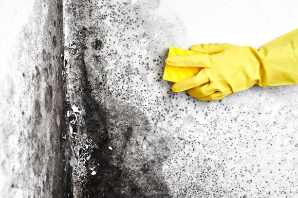 Best Professional Mold Removal  in Cresco, IA