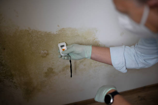 Best Attic Mold Removal  in Cresco, IA