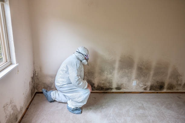 Attic Mold Removal in Cresco, IA
