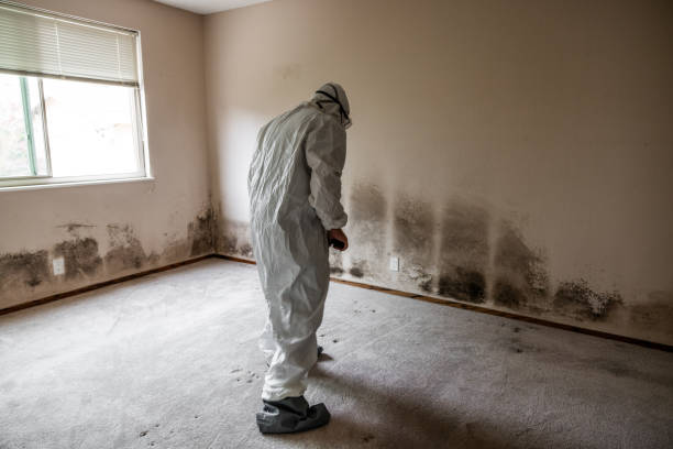 Home Mold Removal in Cresco, IA