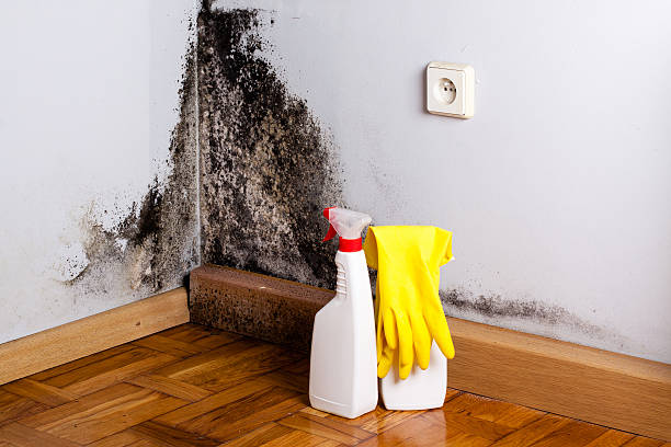 Best Certified Mold Removal  in Cresco, IA