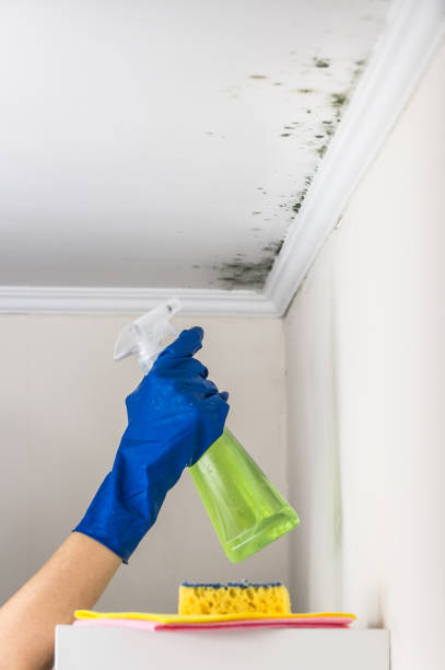 Best Office Mold Removal Services  in Cresco, IA