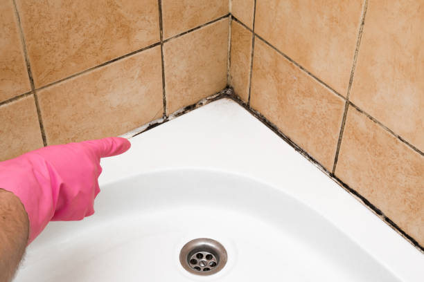 Mold Removal Process in Cresco, IA
