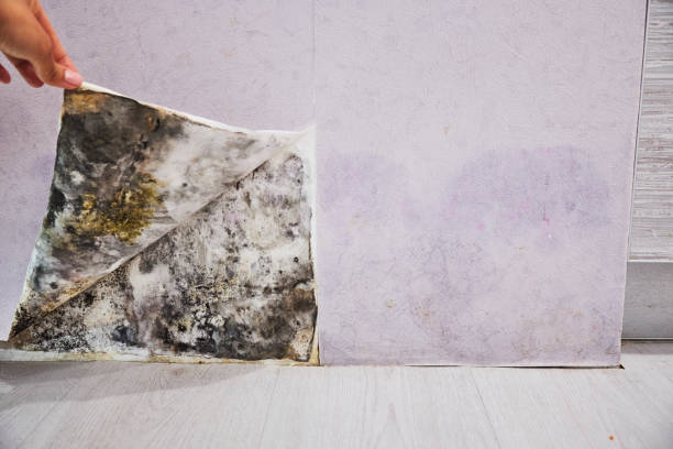 Best Attic Mold Removal  in Cresco, IA